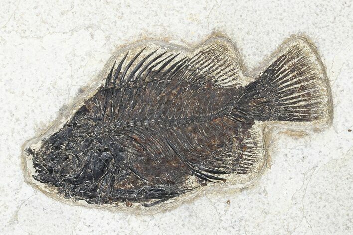 Fossil Fish (Cockerellites) - Green River Formation #179294